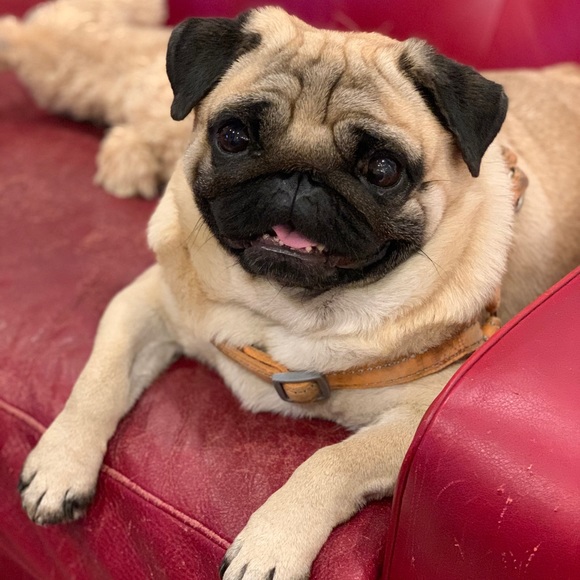 Meet your Posher, Rocco - Picture 2 of 2